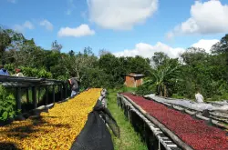 坚果诱人香味夏威夷咖啡品种口感庄园特点精品咖啡豆风味介绍