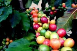 芳香浓郁味道具有极佳酸度布隆迪咖啡品种口感庄园特点精品咖啡