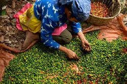精而少产量低牙买加咖啡品种口感庄园特点精品咖啡豆风味介绍
