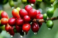 咖啡豆的品种跟风味描述口感品种产地区处理法庄园介绍