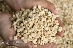 红樱桃西达摩咖啡豆的研磨刻度处理法品种庄园介绍