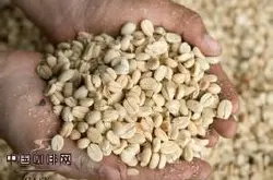 蓝山咖啡豆的品种产地区口感特点风味描述处理法庄园介绍