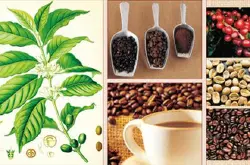 巴西黄波旁咖啡豆风味特征品种产地区处理法口感庄园介绍
