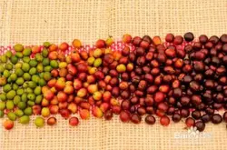 星巴克咖啡豆研磨刻度品种产地区处理法口感庄园介绍