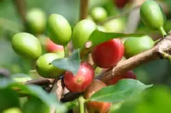 巴拿马花蝴蝶简介咖啡豆的庄园风味描述口感处理法品种介绍