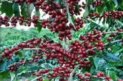 耶加雪菲咖啡特点口感描述研磨刻度品种产地区处理法