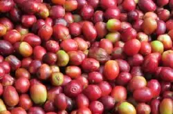 巴西咖啡豆风味描述研磨刻度处理法庄园产地区品种特点介绍
