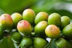 埃塞俄比亚咖啡水洗法加工发酵的过程