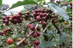 研究称全球暖化若持续 野生咖啡豆未来将灭绝