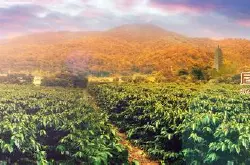 洪都拉斯咖啡豆中度偏深烘焙的风味口感品种产地区特点介绍