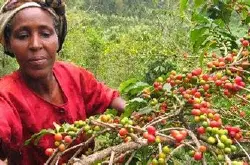 埃塞俄比亚咖啡蜜吻口感风味描述品种产地区庄园介绍