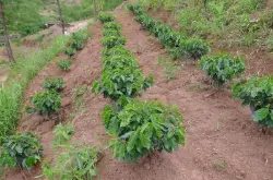 咖啡的播种与采收制法