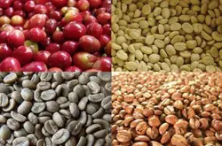 哥伦比亚娜玲珑咖啡豆的风味描述口感处理法产地区