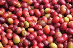 曼特宁咖啡生长环境风味描述种植庄园产地区品种研磨刻度介绍