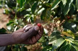 乌干达咖啡风味描述研磨刻度口感处理法产地区品种介绍