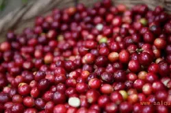 巴拿马咖啡豆的品种研磨刻度产地区风味庄园介绍