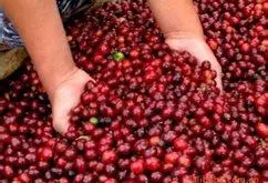 巴拿马翡翠庄园咖啡豆的研磨刻度处理法风味描述产地区特点
