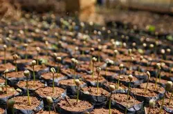 云南有种植耶加雪菲咖啡豆吗种植描述是多大