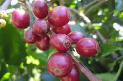 肯尼亚锦初谷咖啡豆的种植环境庄园产地区特点研磨刻度介绍