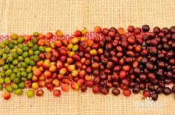 耶加雪啡科契尔日晒G1咖啡豆的风味口感研磨刻度产区