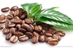 巴西南米纳斯咖啡豆的风味描述口感研磨刻度品种