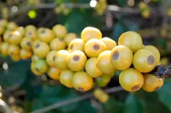 糖分含量较高的哥斯达黎加黄蜜咖啡豆的风味描述介绍