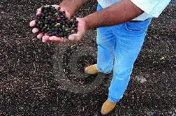耶加雪啡咖啡豆风味特点研磨度数口感产地区简介
