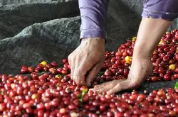 哥伦比亚春天庄园的咖啡种植历史品种简介