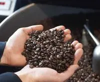 咖啡豆的各部分结构名称分解图