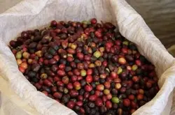 云南小粒咖啡风味描述种植环境产地区口感处理法简介