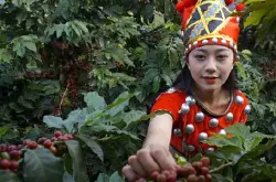 哥斯达黎加法拉蜜咖啡豆的口感特点风味描述处理法