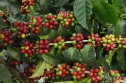 卢旺达西部省穆修处理法水洗波旁咖啡豆的口感简介