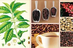 拉丁美洲咖啡豆的特点种植区风味描述处理法