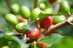 哥伦比亚咖啡产区风味描述口感处理法产地区品种简介