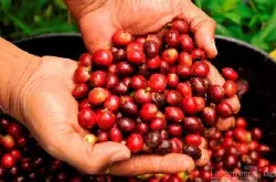肯尼亚有多少个咖啡庄园和产区种植海拔环境介绍