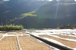 哥伦比亚惠兰花蜜咖啡豆的口感研磨刻度产地区