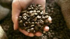 埃塞俄比亚科契尔庄园咖啡豆的特点风味