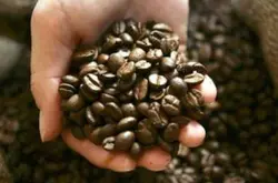 埃塞俄比亚科契尔庄园咖啡豆的特点风味