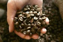 西达摩咖啡风味描述特点口感处理法手冲的研磨刻度
