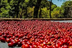 肯尼亚咖啡豆处理法庄园产地区处理法研磨刻度品种简介
