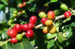 耶加雪菲咖啡风味特点口感处理法研磨刻度品种产地