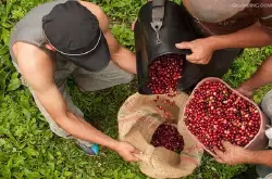哥斯达黎加黄蜜处理圣路易斯咖啡豆的风味描述口感产地区