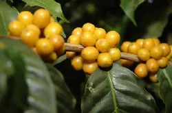 尼加拉瓜咖啡豆酸度风味描述杯测表