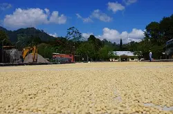 洪都拉斯咖啡的特点口感研磨刻度产地区风味描述处理法