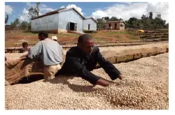 强硬有力的果酸的肯尼亚锦初谷咖啡豆的风味描述介绍