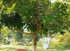 咖啡树种植多少年才有商业价值-中国哪可以种植咖啡树