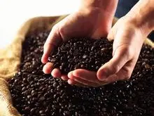 耶加雪菲日晒艾瑞查咖啡豆的风味描述处理法产地区品种