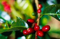 风味纯正的巴拿马卡莎咖啡豆采用什么处理法口感介绍