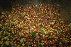 巴拿马伊列塔庄园咖啡豆的特点风味描述处理法