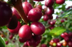 咖啡鲜果从红到干要多长时间